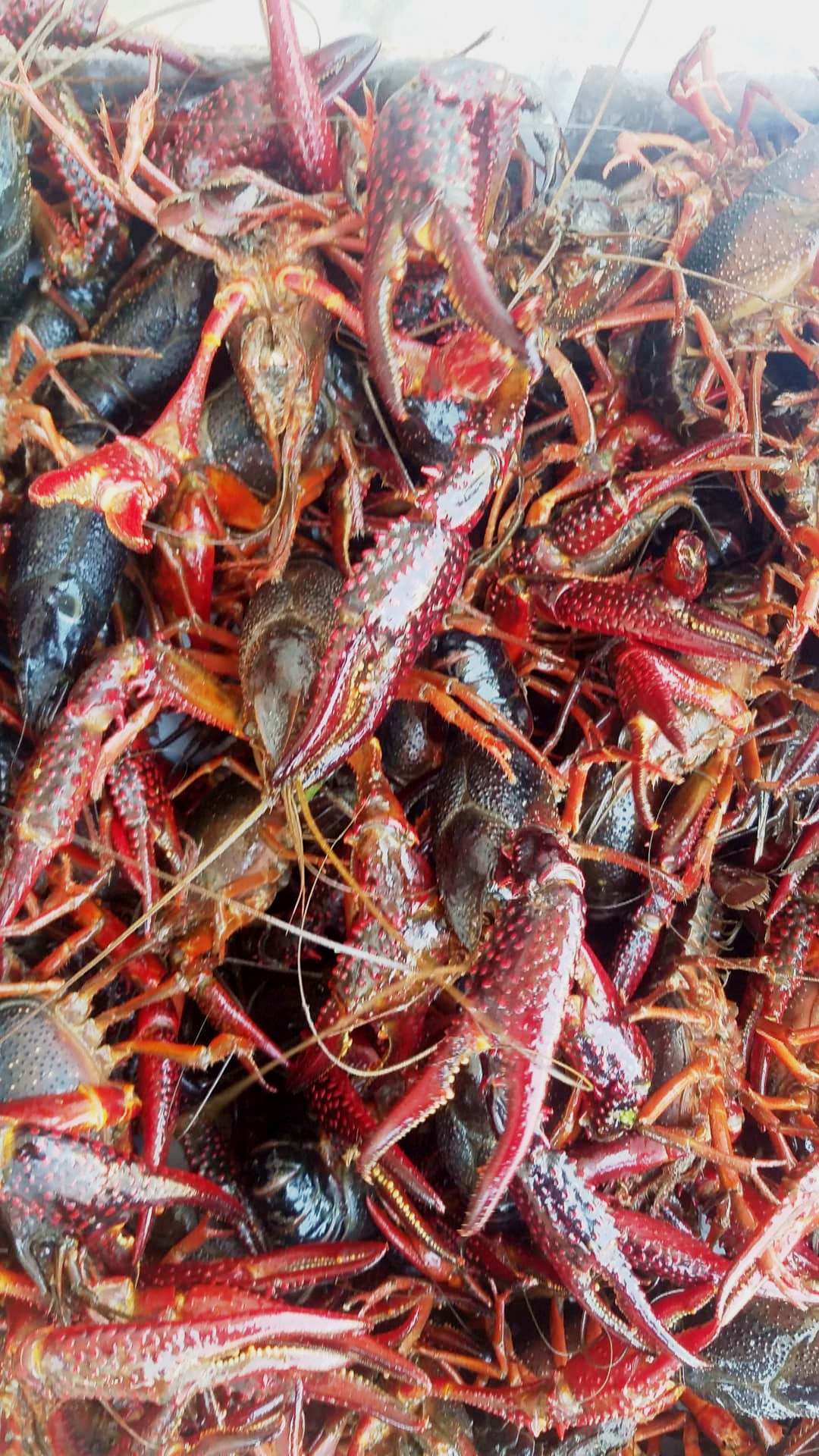 Crawfish and Seafood Shipped to Door/Airport